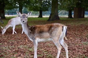 Bushy Park Deer- click for photo gallery